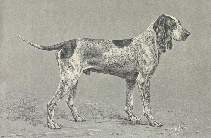 Généraux, chien de Gascogne, au baron de Ruble - Illustration tirée de La Chasse du chevreuil - Comte de Chabot (1879) - Firmin-Didot (Paris) - BnF (G